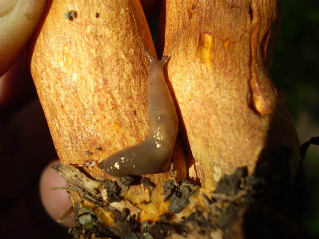 Omphalotus olearius (?) con ospite